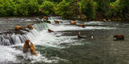 Multiple bears around a waterfall in a forested area