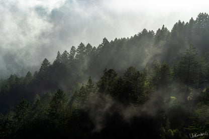 Sunlight filtering through a forest and clouds