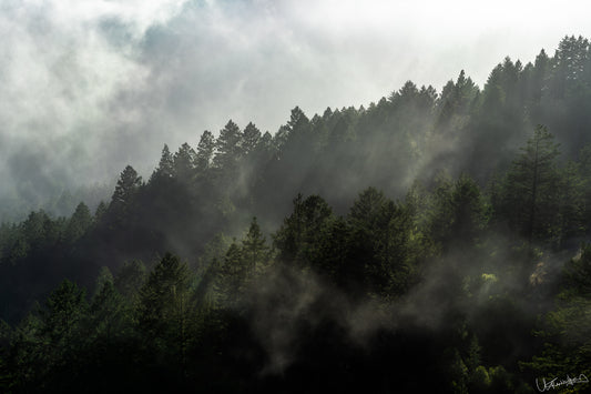 Sunlight filtering through a forest and clouds