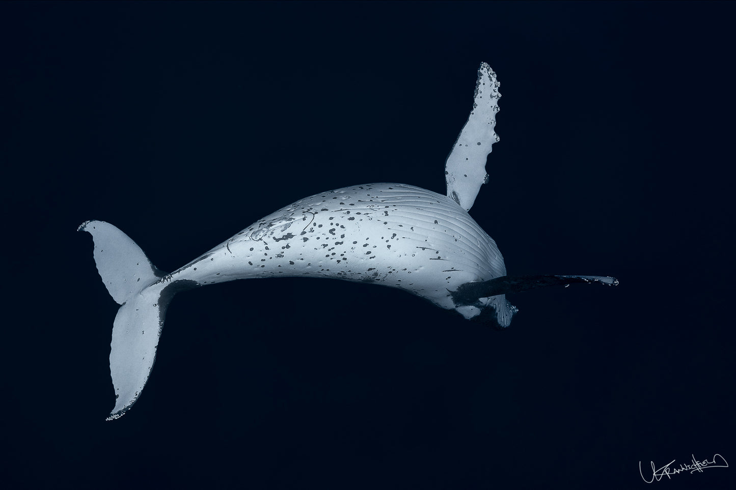 Image of a humpback whale against a dark background