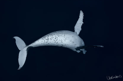 Image of a humpback whale against a dark background