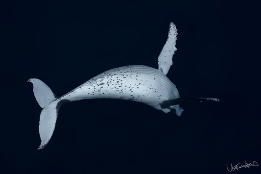 Image of a humpback whale against a dark background