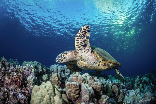 Sea turtle swimming over a coral reef with sunlight filtering through the water.