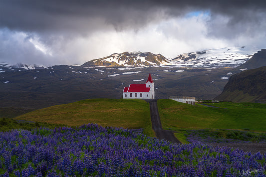 Small white church with a red roof in a field of purple flowers with mountains in the background