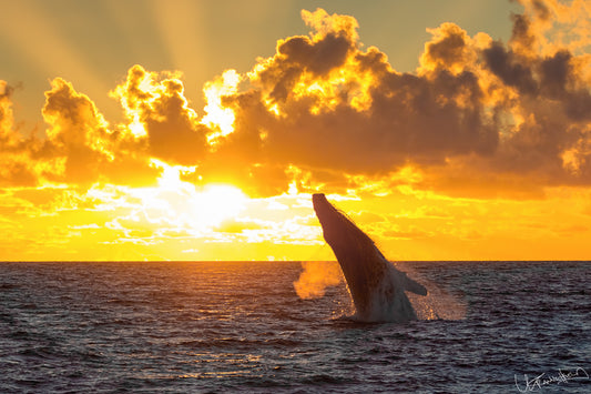 Whale breaching out of water at sunset with golden clouds