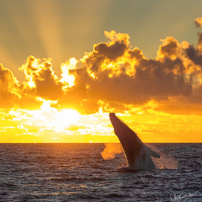 Whale breaching out of water with a sunset and clouds in the background