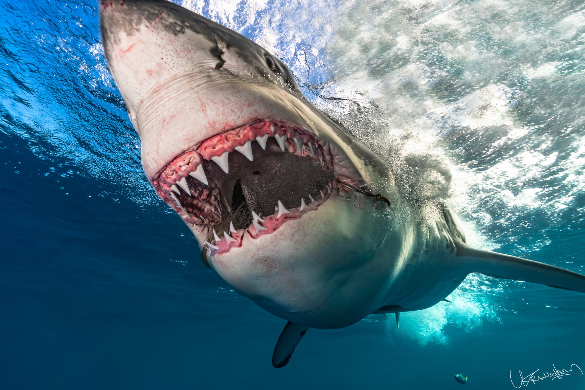 Close-up of a shark underwater with clear blue water