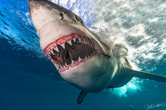 Close-up of a shark underwater with clear blue water