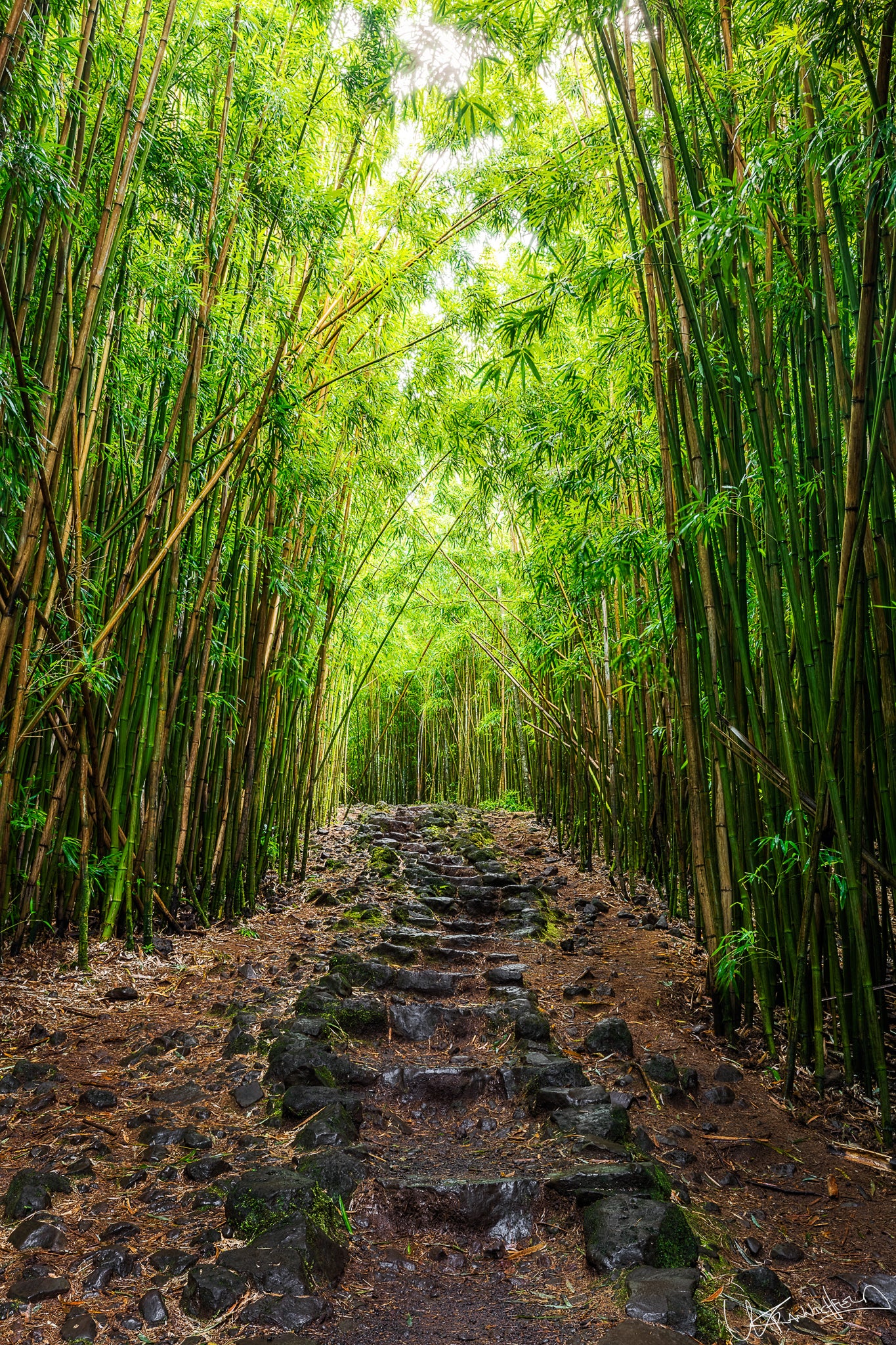 Pathway through a dense bamboo forest