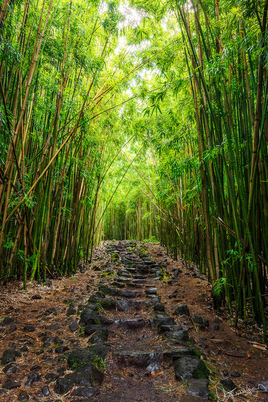 Pathway through a dense bamboo forest