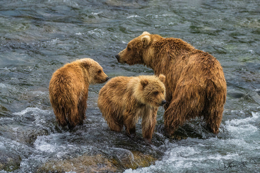 Three bears standing in a river with water flowing around them.