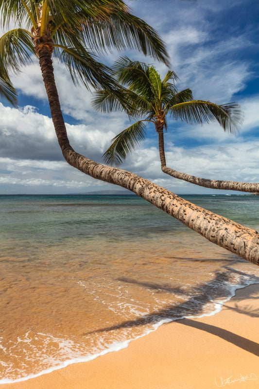 A photograph depicting two leaning palm trees over a sandy beach with the ocean in the background, under a blue sky with clouds.