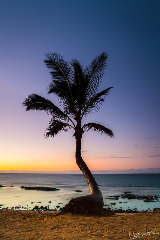 Palm tree on a beach at sunset with a colorful sky