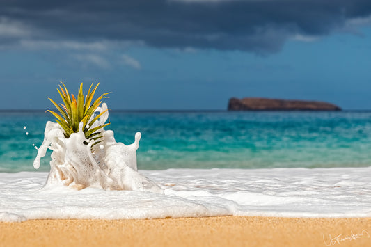 Pineapple in a shell on a sandy beach with ocean and island in the background