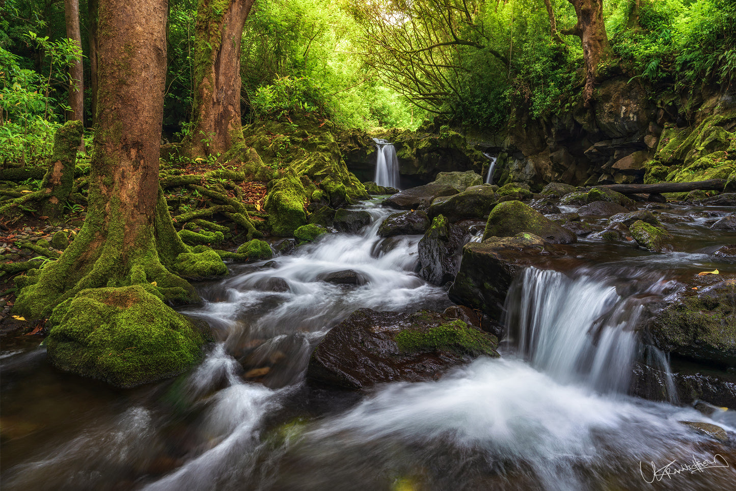 A vibrant artwork depicting a lush forest scene with a flowing stream and a small waterfall, titled 'Nahiku Dreams'.