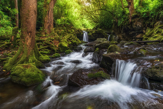 A vibrant artwork depicting a lush forest scene with a flowing stream and a small waterfall, titled 'Nahiku Dreams'.