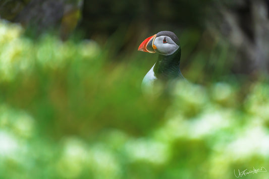 Puffin peeking out from behind green foliage