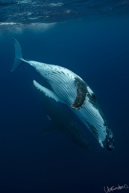 Whales swimming in deep blue water