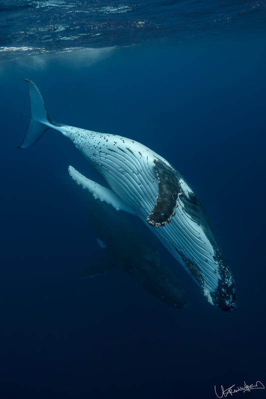 Whales swimming in deep blue water