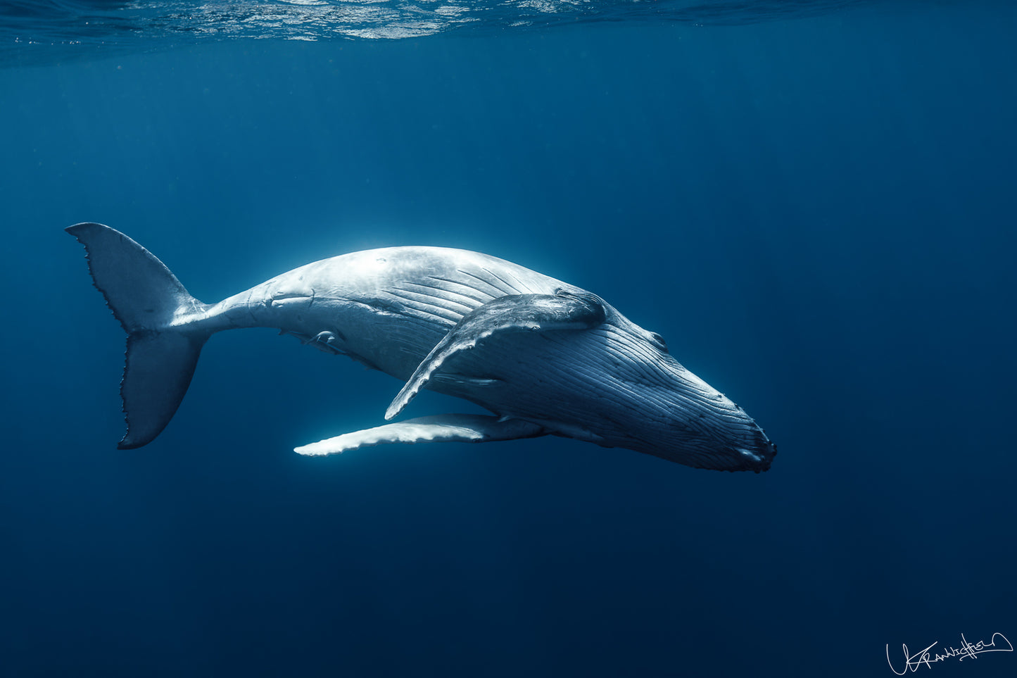 Humpback whale swimming underwater in deep blue water