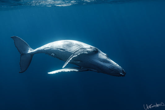 Humpback whale swimming underwater in deep blue water