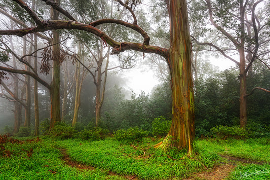 Misty forest scene with large trees and green undergrowth