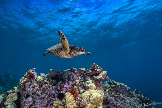 Turtle swimming over a coral reef in clear blue water