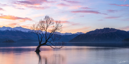 Lonely tree on a lake with mountains in the background during sunset.