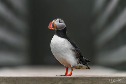 Puffin bird standing on a ledge with a blurred background