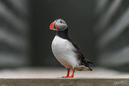 Puffin bird standing on a ledge with a blurred background