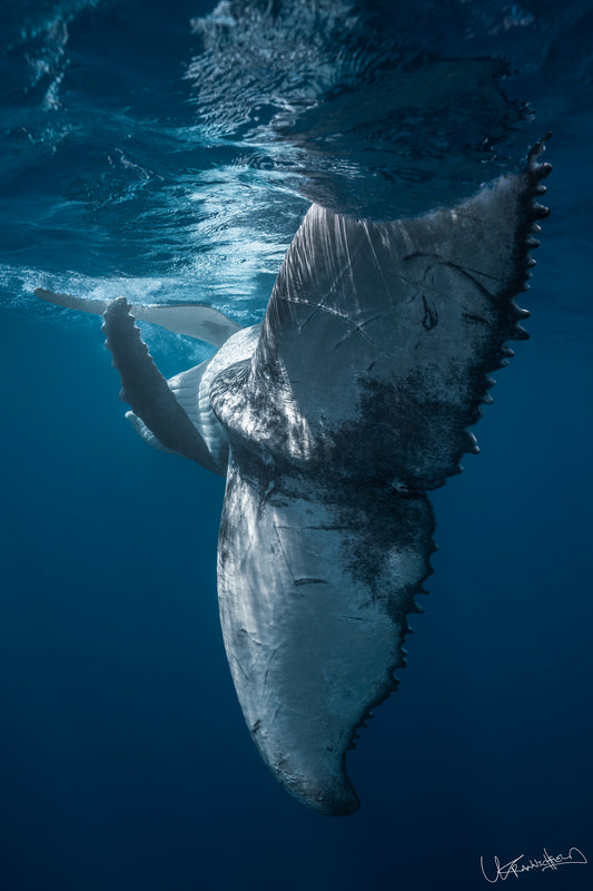 Silent Ballet