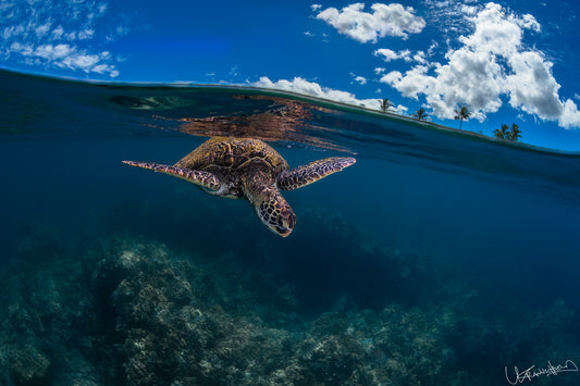 Sea turtle swimming in clear blue water with a sky reflection above