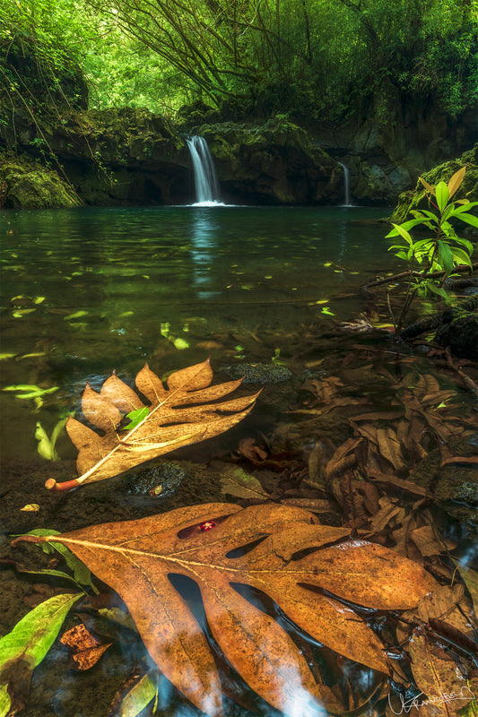 A natural swimming hole with quiet waters, surrounded by lush greenery and featuring large leaves floating on the surface.