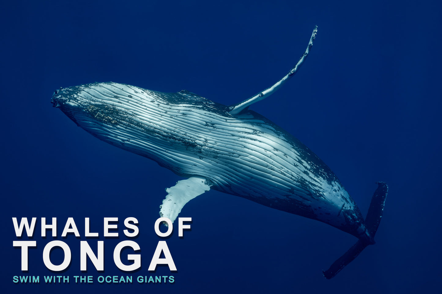 Whales of Tonga: September 13-20, 2027 **SOLD OUT **