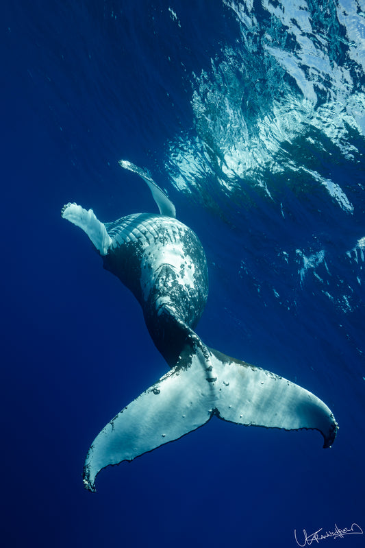 Whale tail underwater with sunlight filtering through water surface and the whale reflecting on the surface