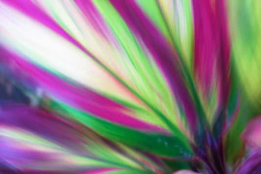Multicolored plant with pink, green, and purple hues