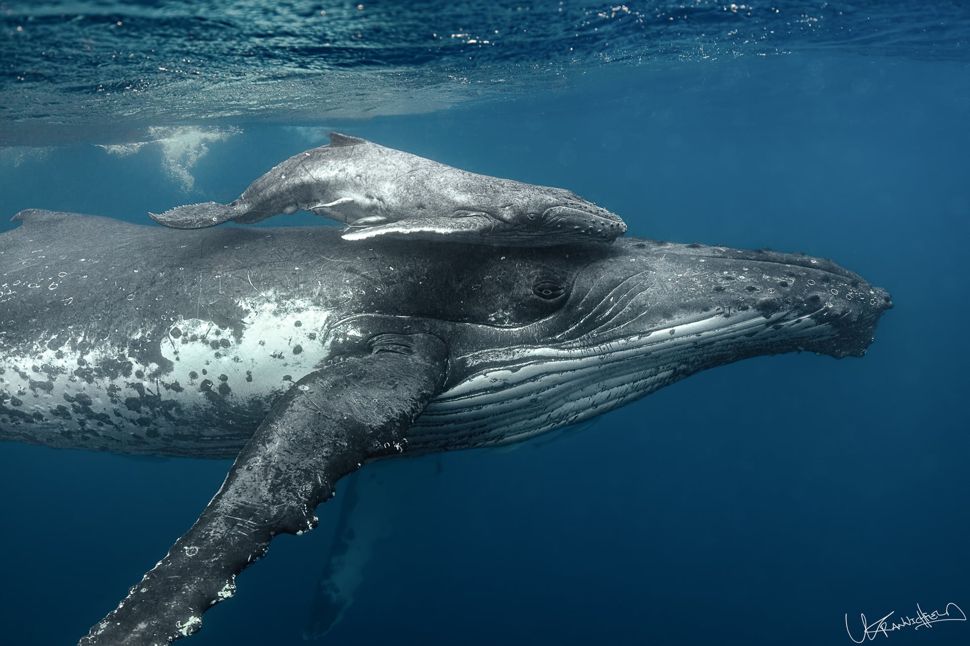 Humpback whale swimming in the ocean with a clear blue background