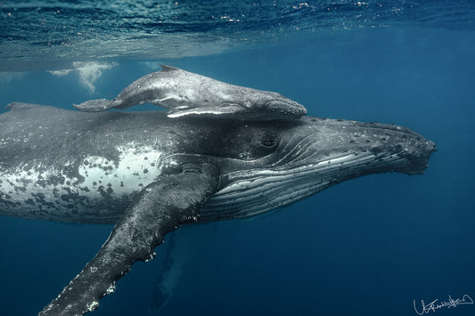 Humpback whale swimming in the ocean with a clear blue background
