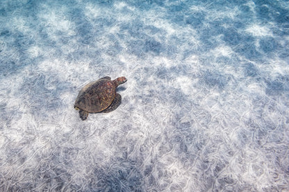 Turtle swimming in a body of water with a textured surface