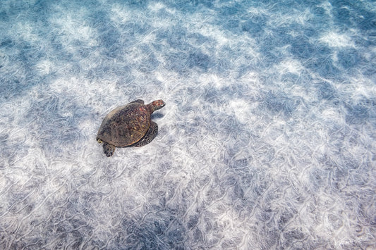 Turtle swimming in a body of water with a textured surface