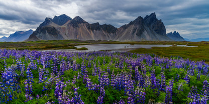 Scenic landscape with purple flowers and mountains under a cloudy sky