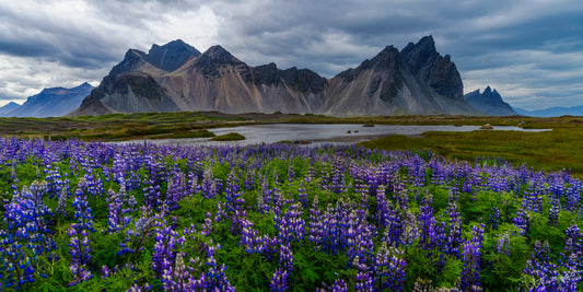Scenic landscape with purple flowers and mountains under a cloudy sky