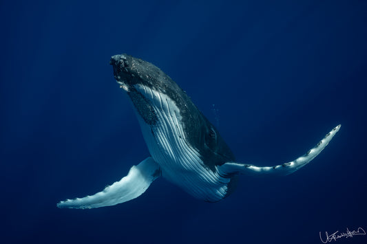 Humpback whale swimming in the open ocean with a clear blue background