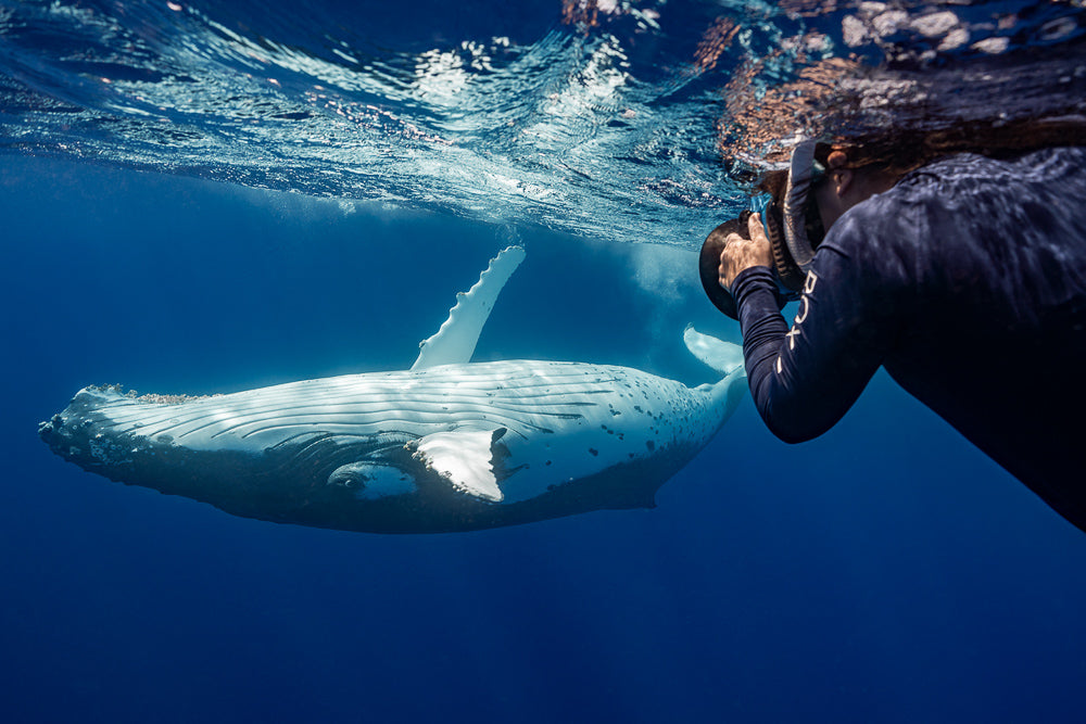Close encounter between a diver and a whale in the ocean